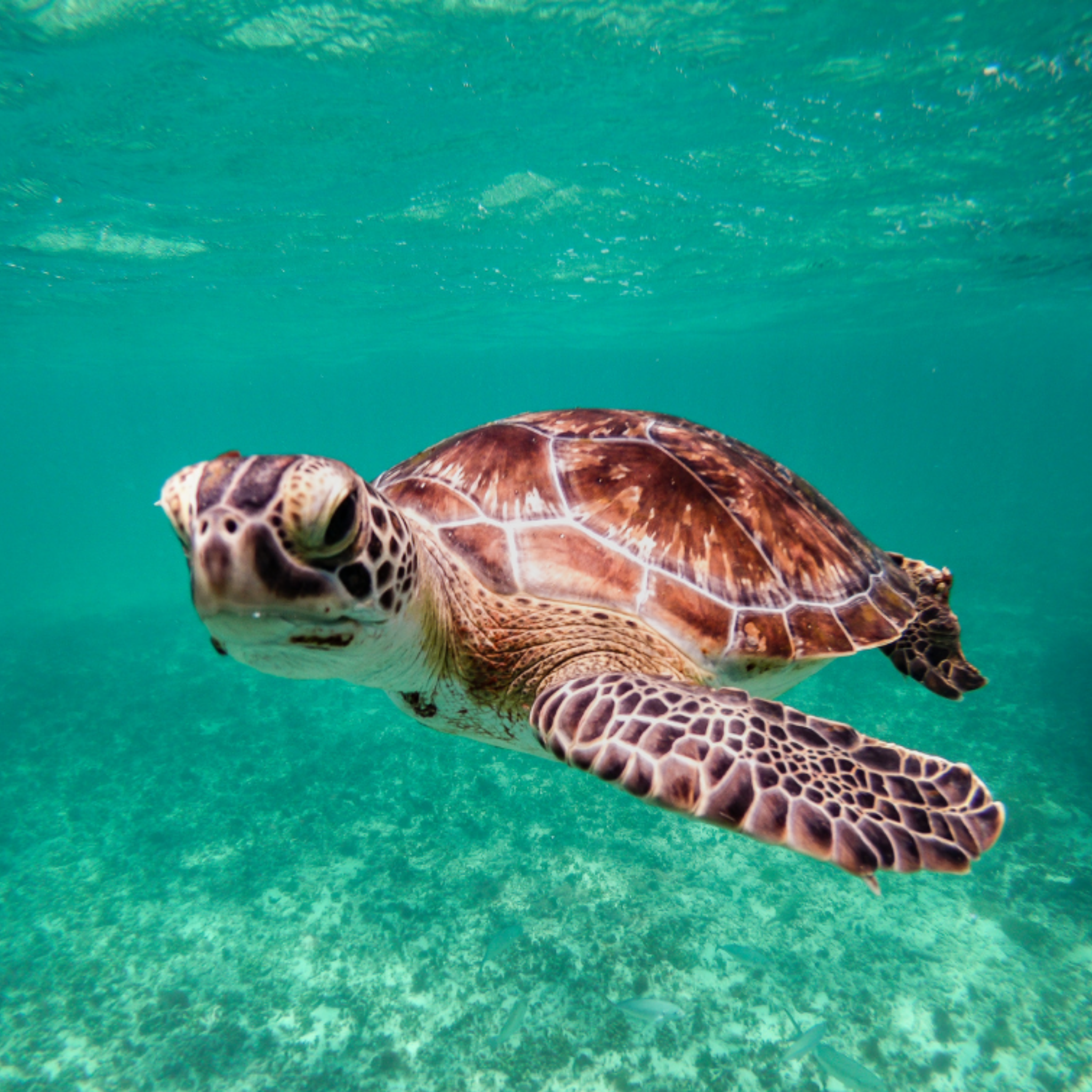 TURTLE TOUR