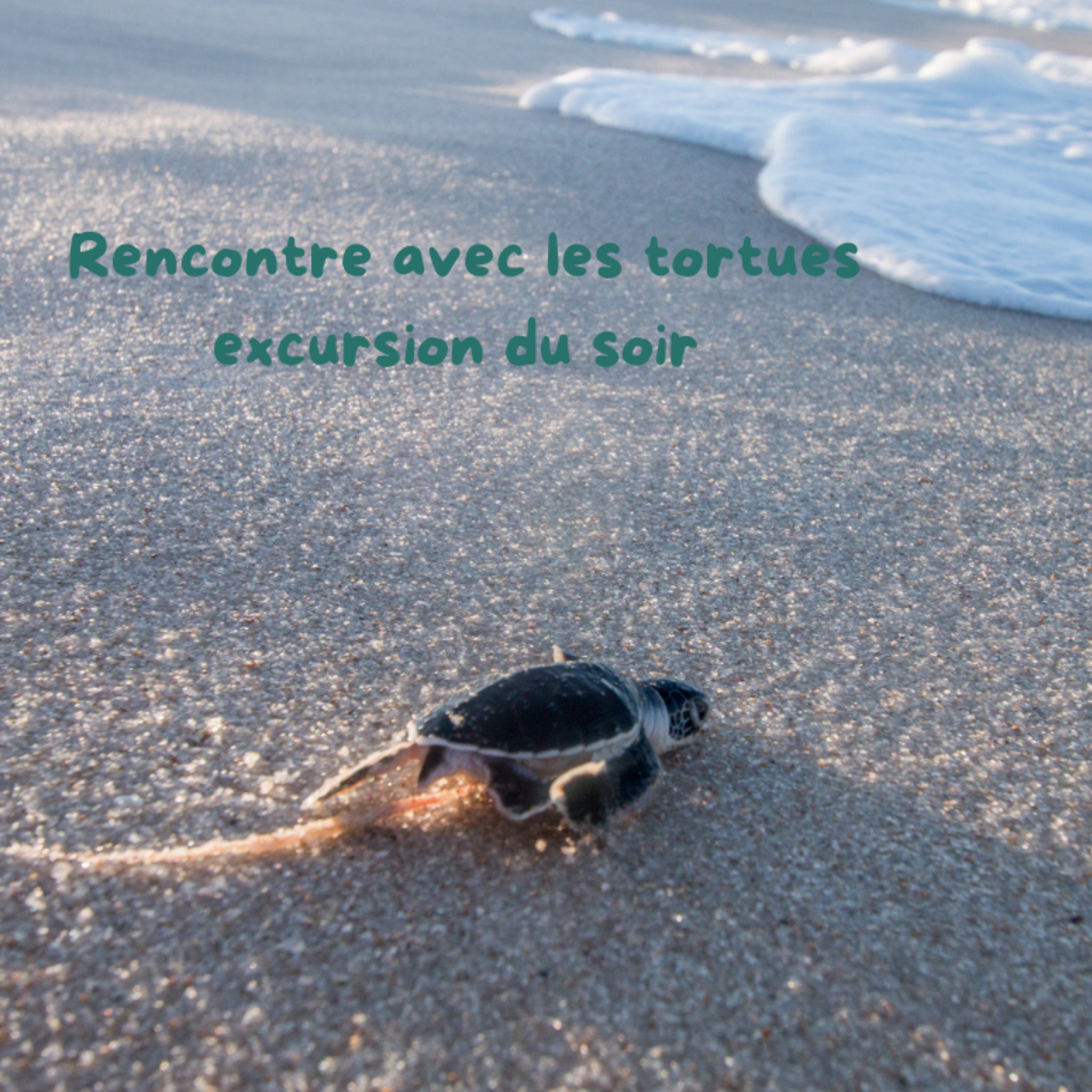 TURTLE TOUR