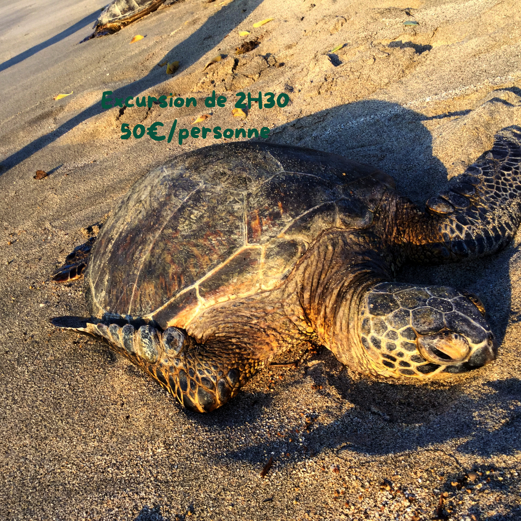 TURTLE TOUR